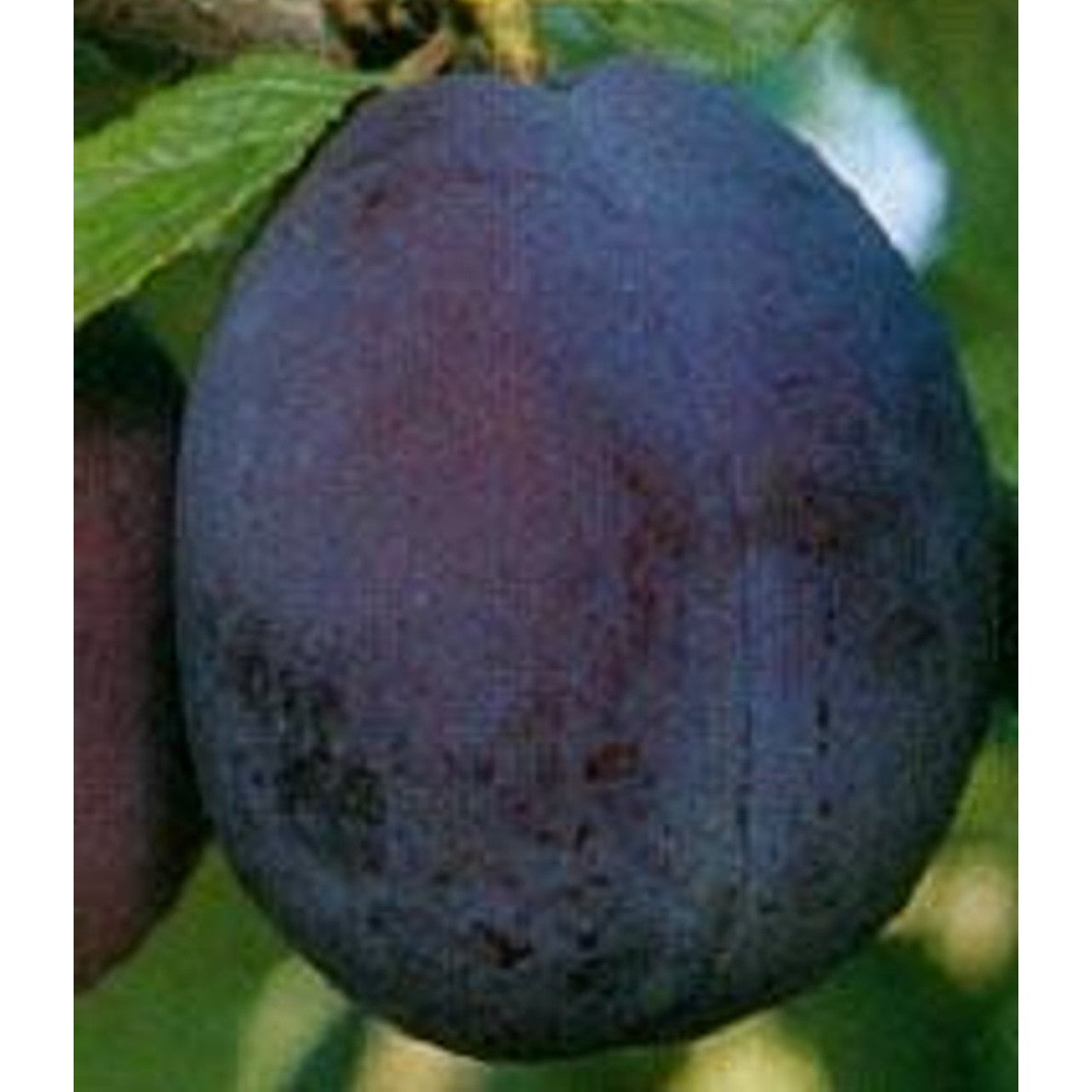 Plommon – Prunus domestica 'Belle de Louvain' - C25 8/10 200 CM Stem